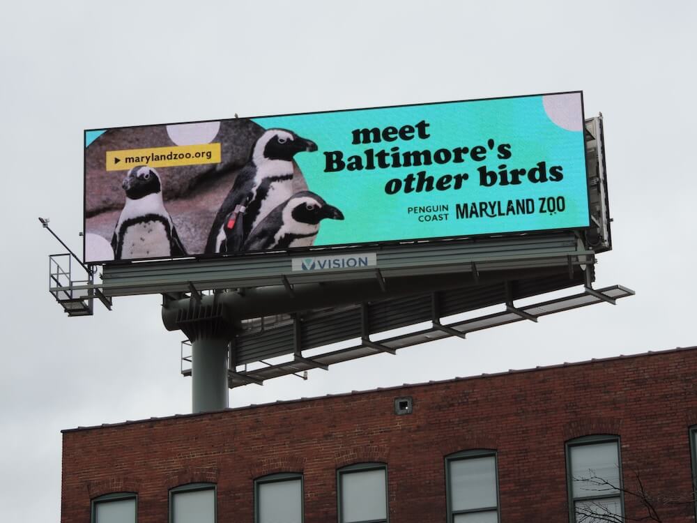 Billboard featuring African Penguins with text reading: 'meet Baltimore's other birds'