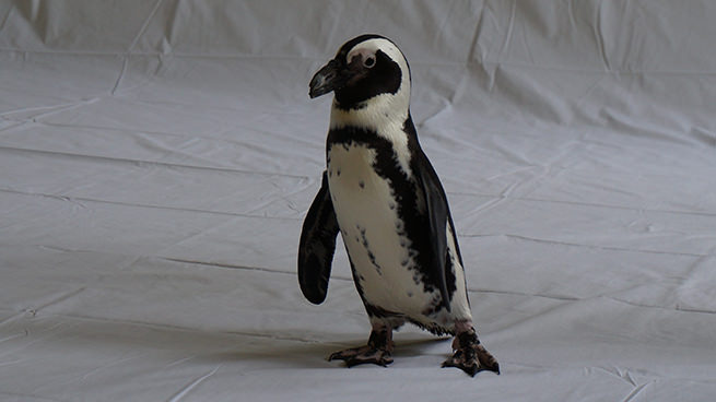 Winnie the Ambassador Penguin walking