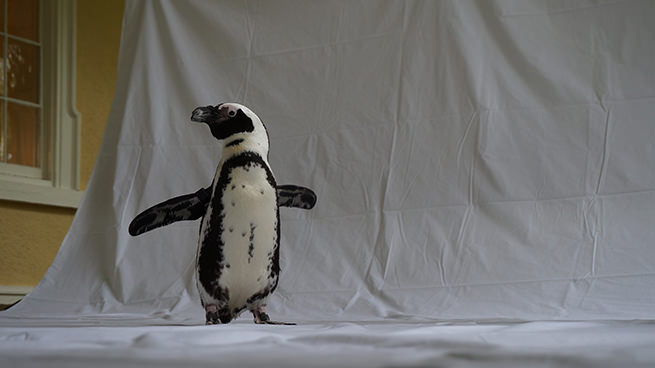 Winnie the Ambassador Penguin flapping her wings