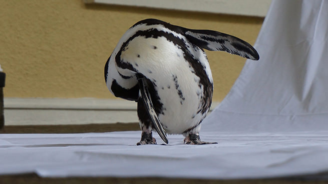 Winnie the Ambassador Penguin turning around