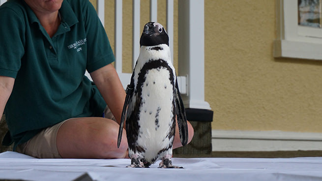 Close up of Winnie the Ambassador Penguin