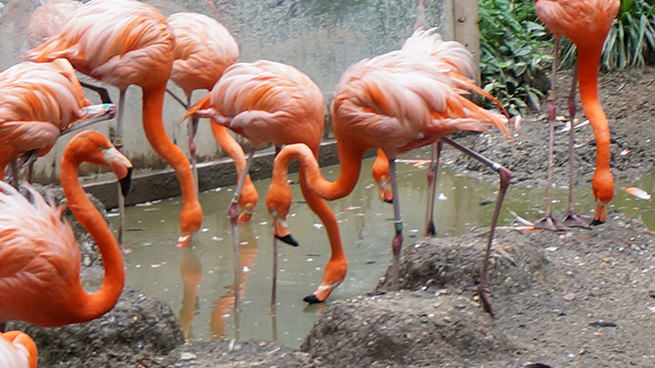 Flamingoes at The Maryland Zoo