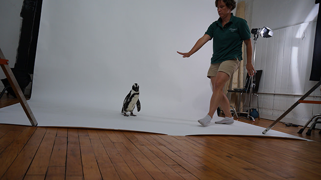 Winnie the Penguin from The Maryland Zoo and her keeper Amy Eveleth