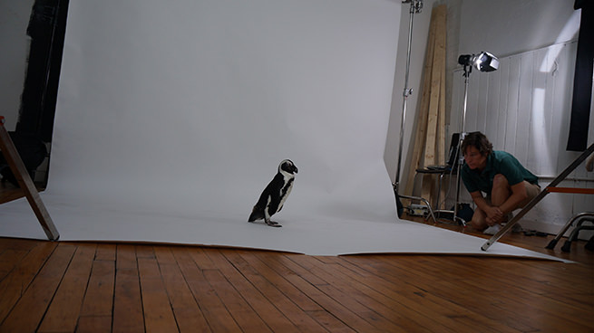 Maryland Zoo Penguin during photoshoot